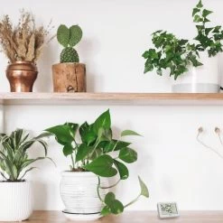 TFA Thermo-Hygrometer 30.5055.02, Innen, Digital, Weiß -Haushaltsprodukte Geschäft 46bcef221250c3b0ffba0ab066a030d9032bbcdf thermo hygrometer tfa 30.5055.02 innen