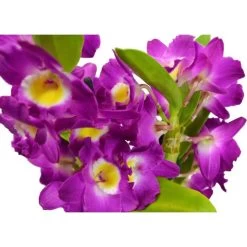 Böttcher-AG Zimmerpflanze Dendrobium Nobile, Orchidee, Topf-Ø 12cm, Höhe Ca. 50cm -Haushaltsprodukte Geschäft 4d1c24372425621e2ccdcbc64151ab48e1e25474 zimmerpflanze boettcher ag dendrobium nobile