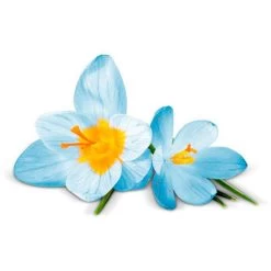 Airwick Premium Duftspray Pure Frühlingsfrische -Haushaltsprodukte Geschäft df43010d1c3bee569cdb89ad8e21646438b6fe07 raumduft airwick pure 250 ml