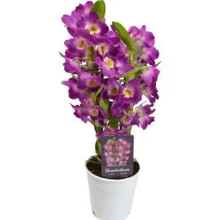 Böttcher-AG Zimmerpflanze Dendrobium Nobile, Orchidee, Topf-Ø 12cm, Höhe Ca. 50cm